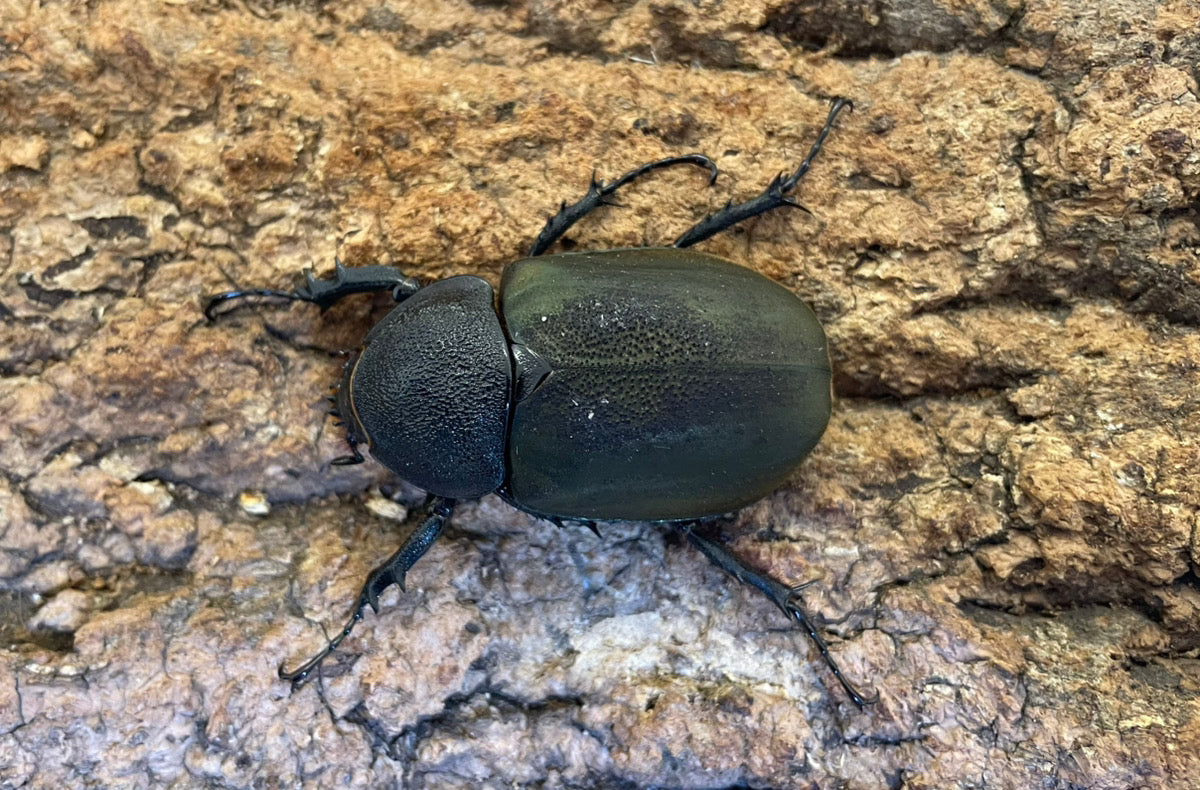 【WD】アトラスオオカブト