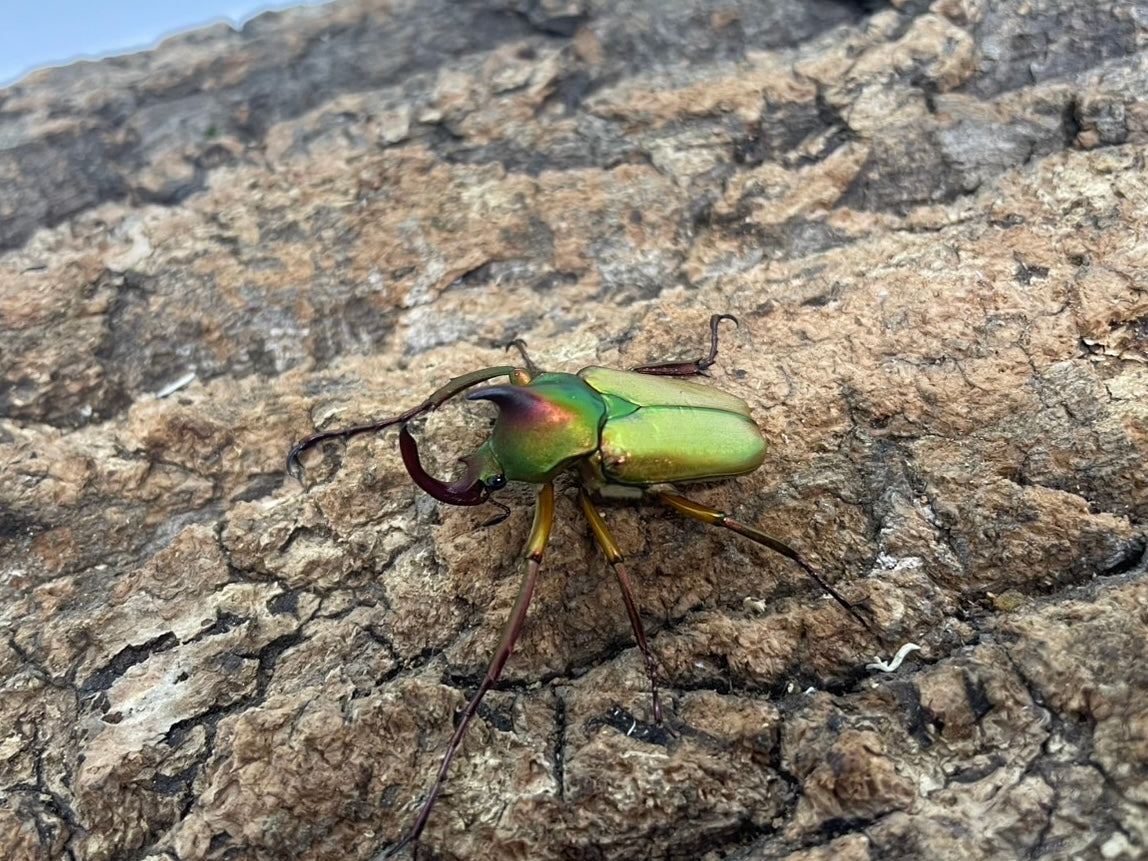 奇蟲・その他 – INSECT SHOP KMY