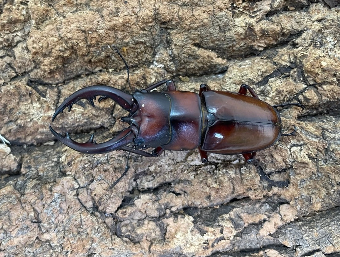 トカラノコギリクワガタ