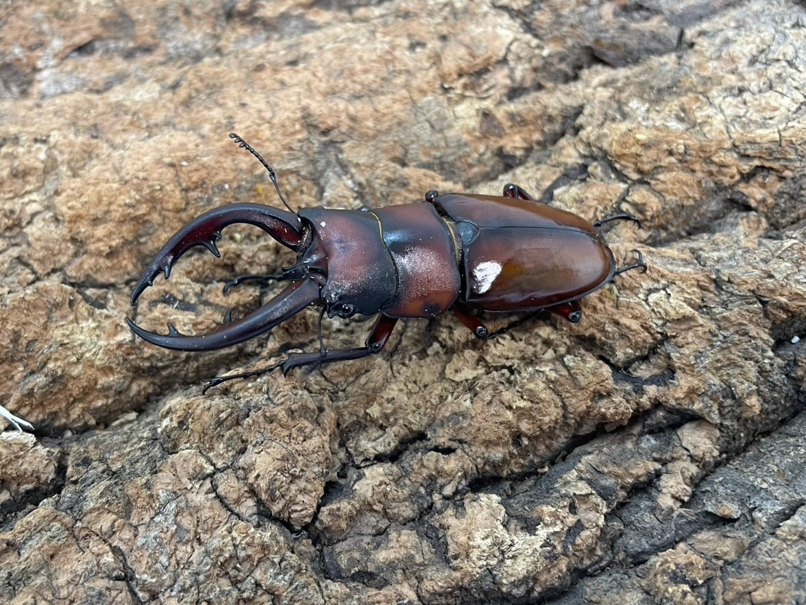 トカラノコギリクワガタ