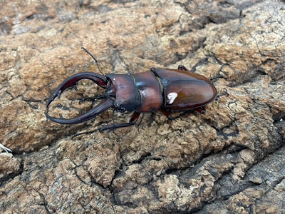 トカラノコギリクワガタ