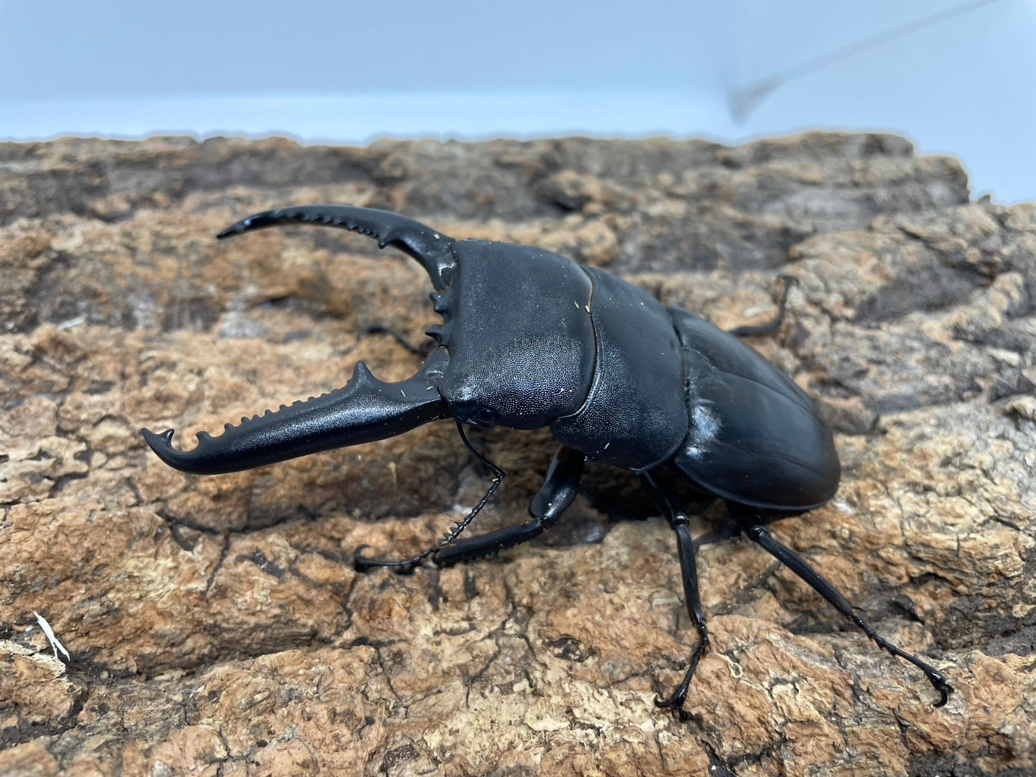 カブトムシ・クワガタ生体・昆虫用品 通販/カブクワネット【公式】