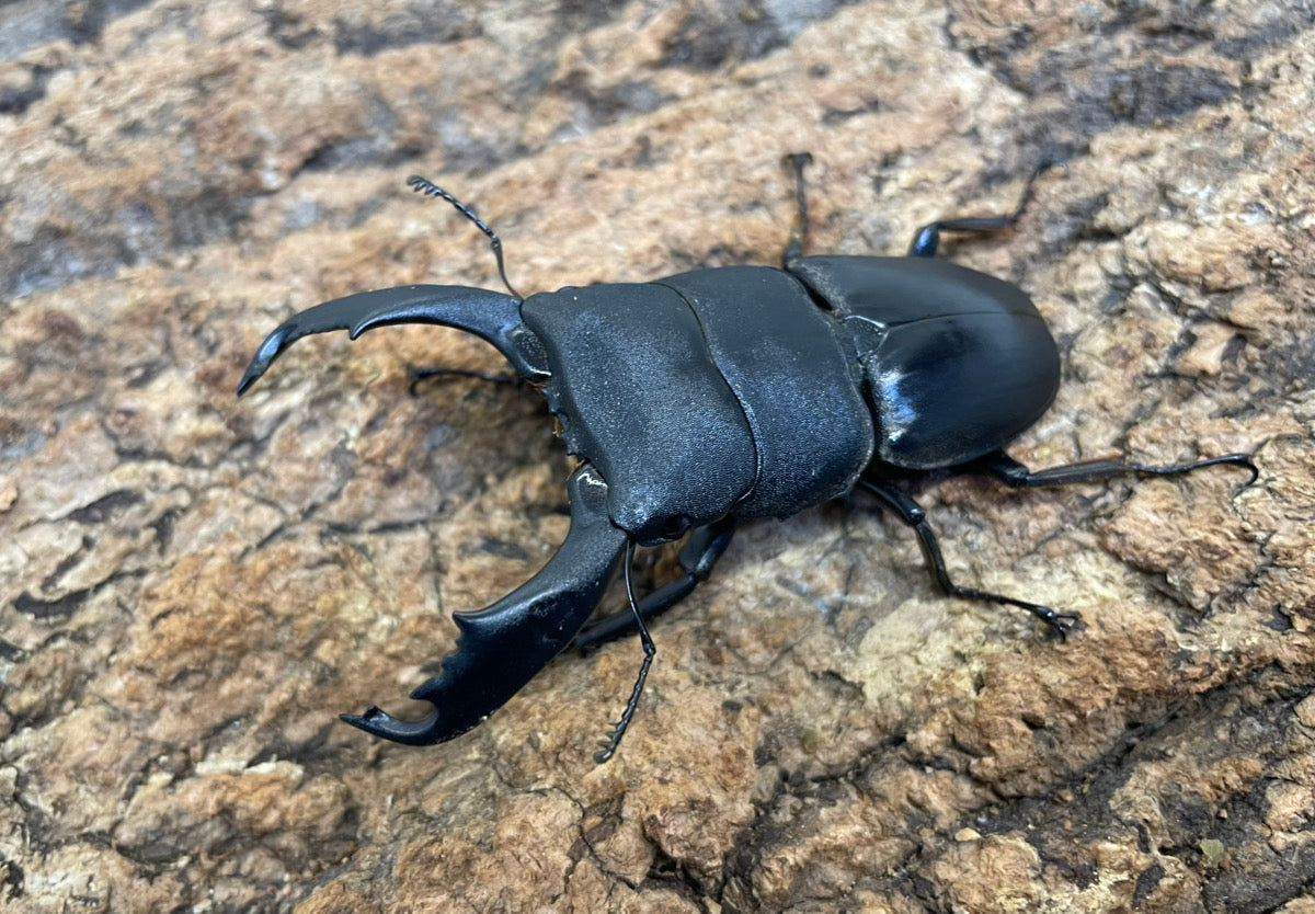 【WD】ペレンヒラタクワガタ