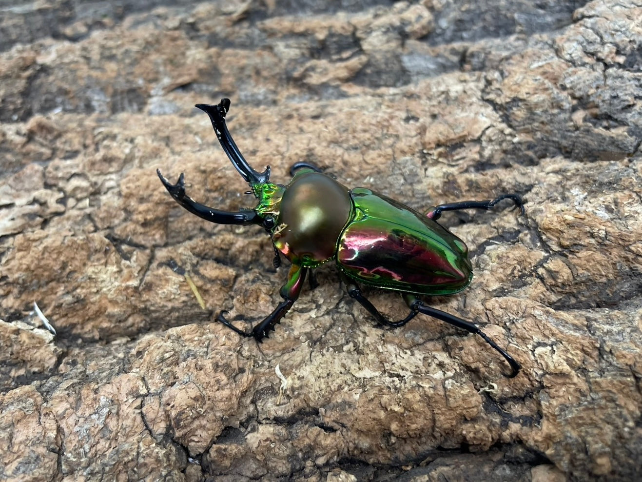 ニジイロクワガタ