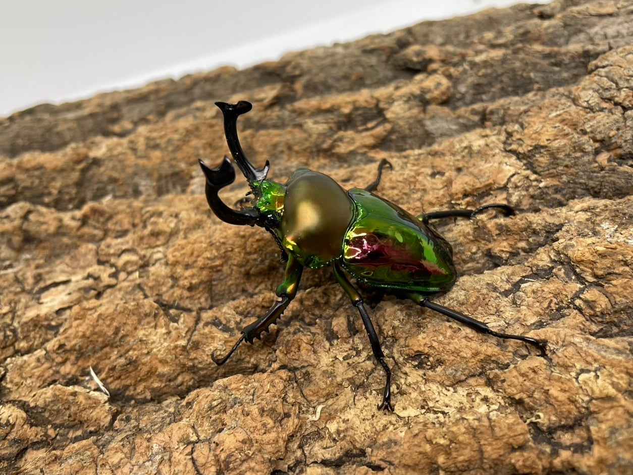ニジイロクワガタ