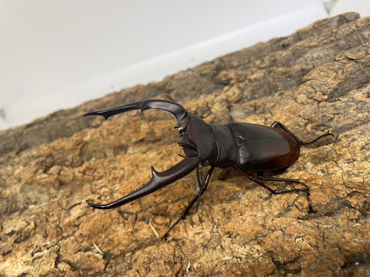 マンディブラリスフタマタクワガタ