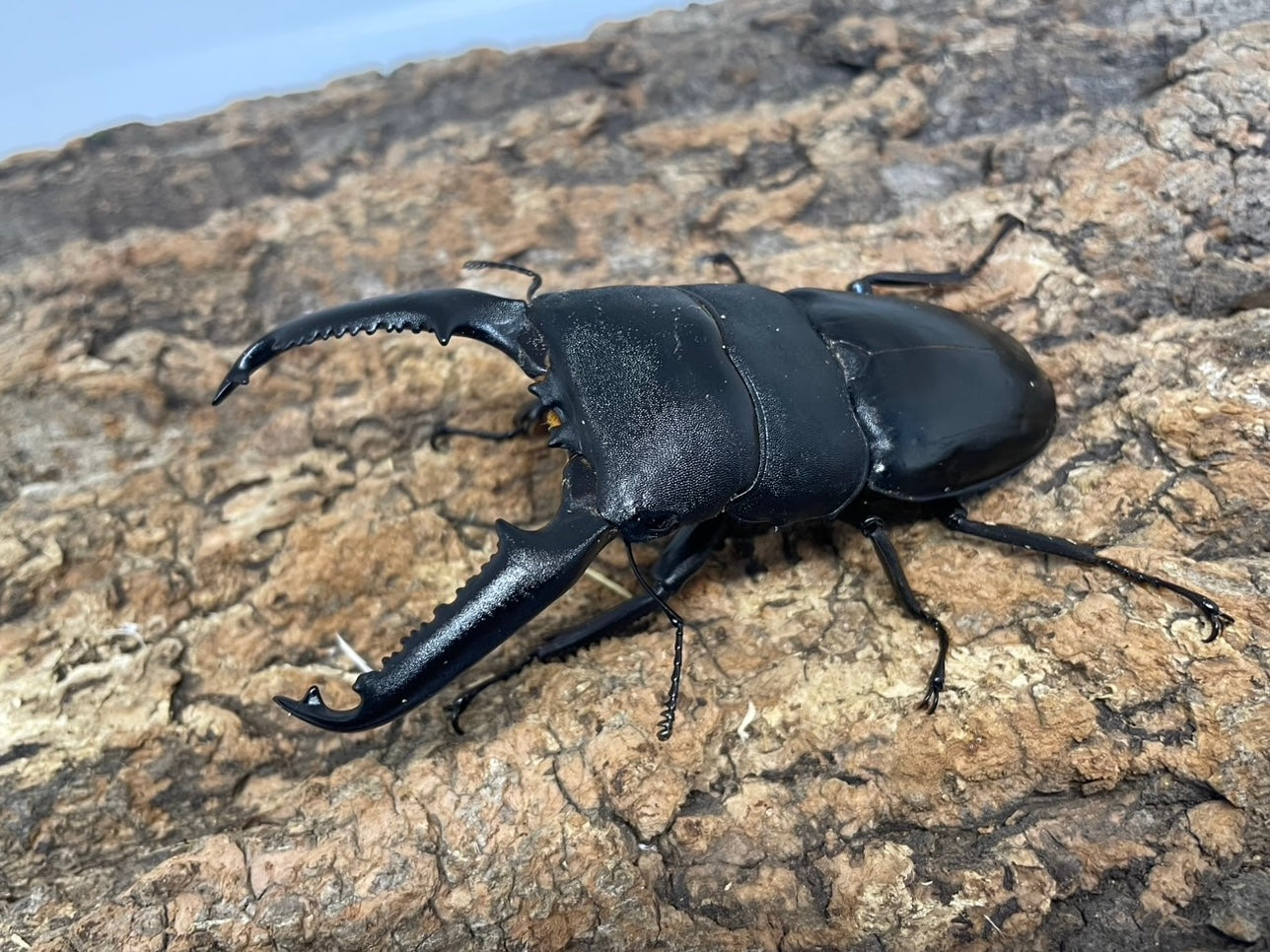 パランワンオオヒラタクワガタ