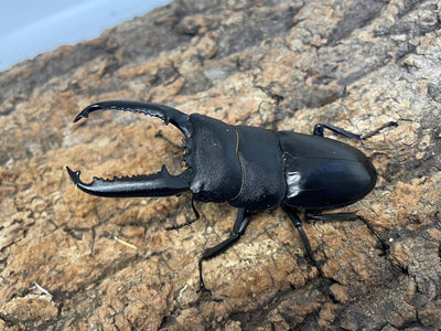 パラワンオオヒラタクワガタ