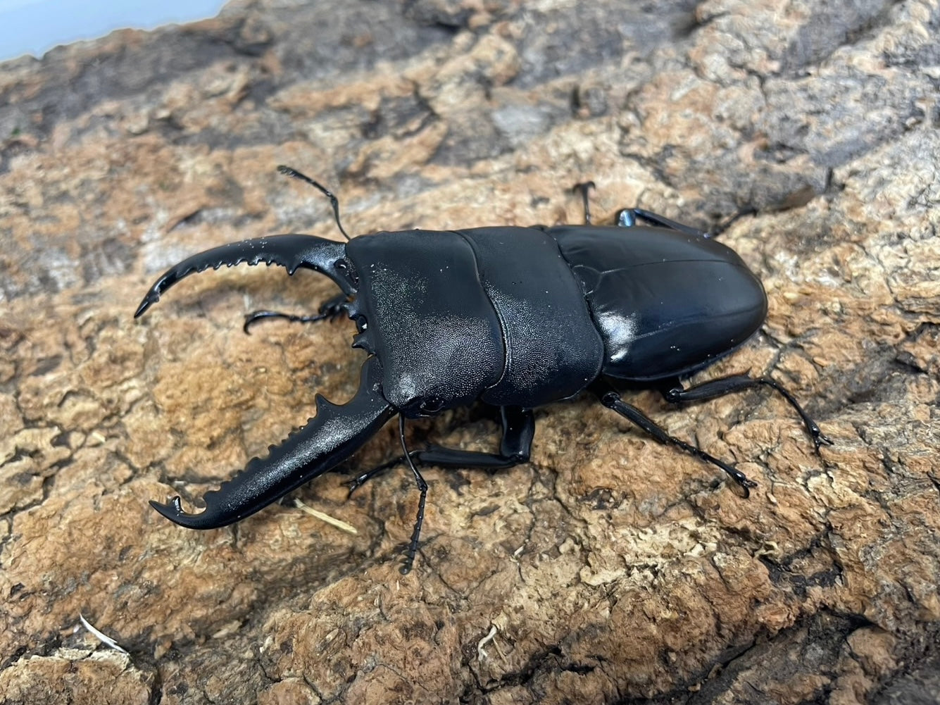パランワンオオヒラタクワガタ