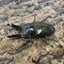ババオウゴンオニクワガタ