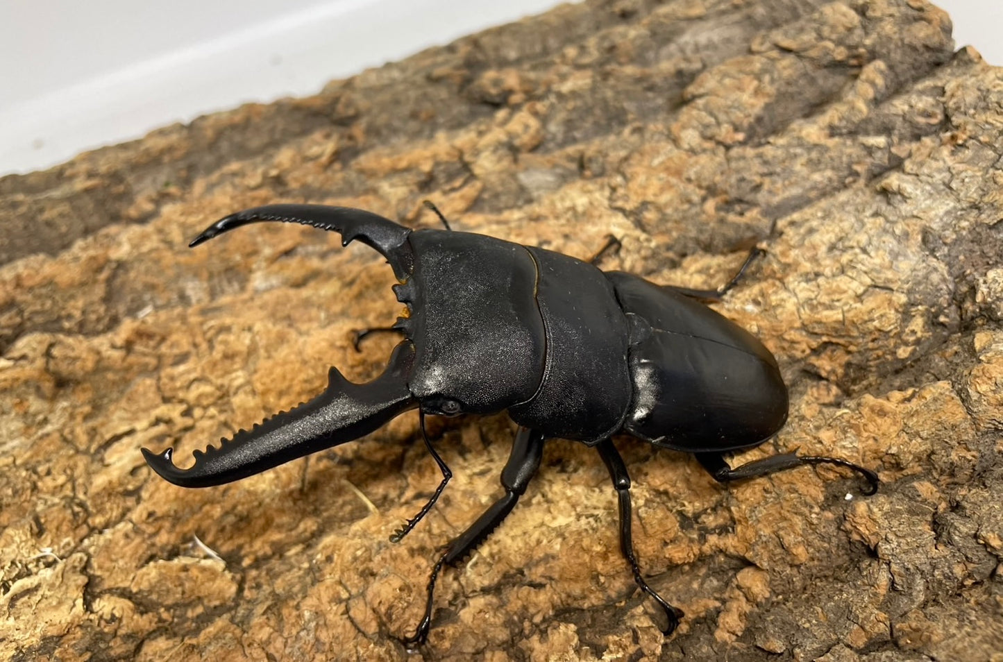 パラワンオオヒラタクワガタ