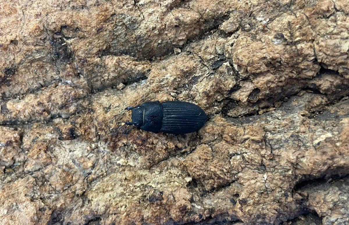 プラティオドンネブトクワガタ