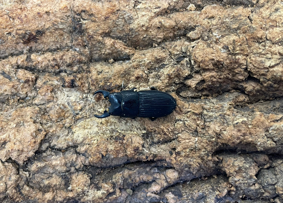 プラティオドンネブトクワガタ