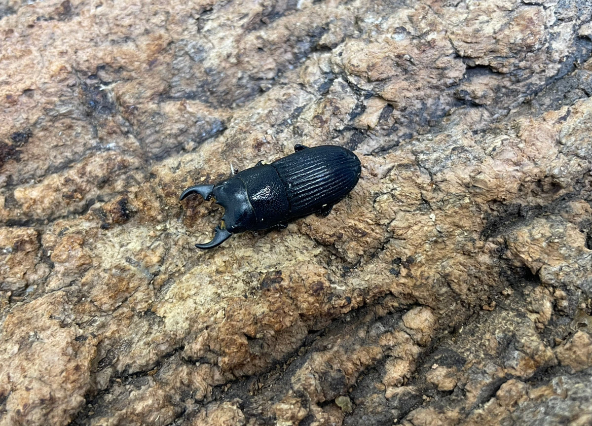 プラティオドンネブトクワガタ