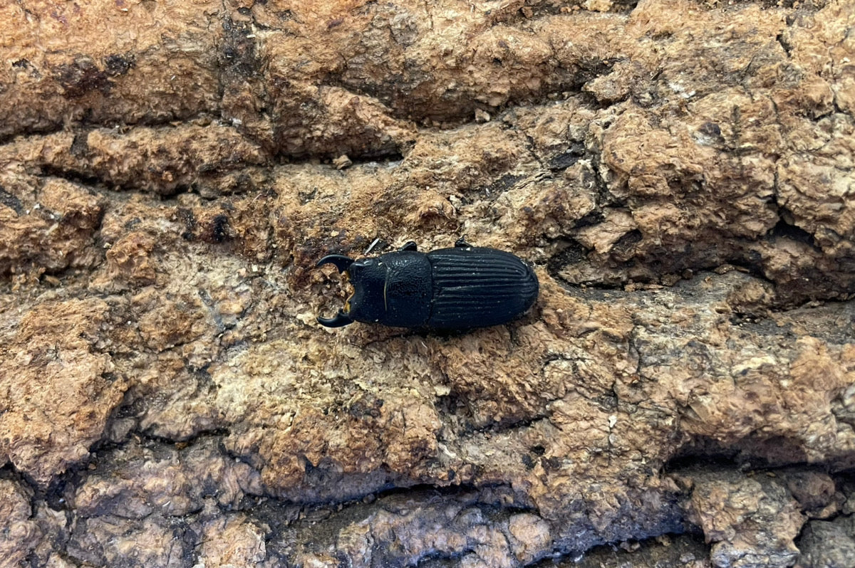 プラティオドンネブトクワガタ