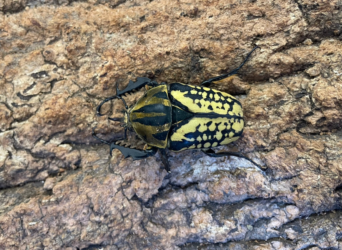 オーベルチュールオオツノカナブン