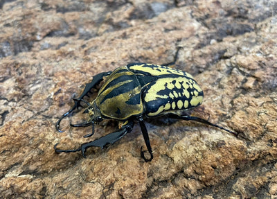 オーベルチュールオオツノカナブン