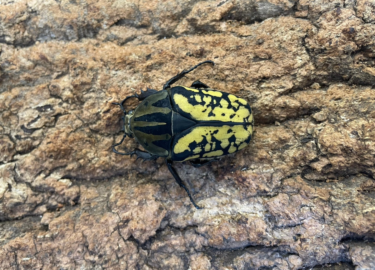 オーベルチュールオオツノカナブン – INSECT SHOP KMY