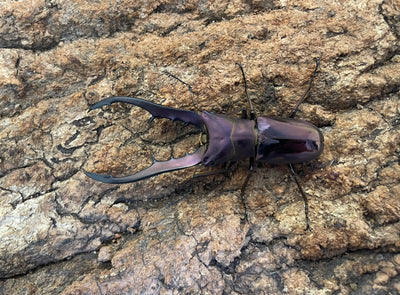 メタリフェルホソアカクワガタ