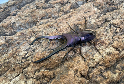 メタリフェルホソアカクワガタ