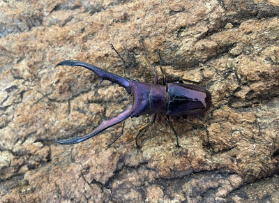 メタリフェルホソアカクワガタ