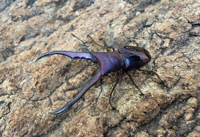 メタリフェルホソアカクワガタ