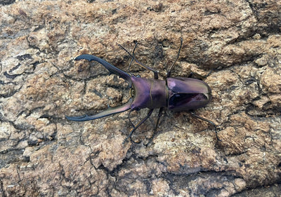 メタリフェルホソアカクワガタ