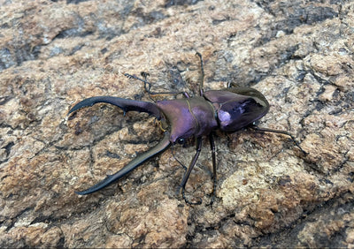 メタリフェルホソアカクワガタ