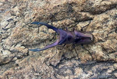 メタリフェルホソアカクワガタ