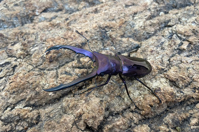 メタリフェルホソアカクワガタ