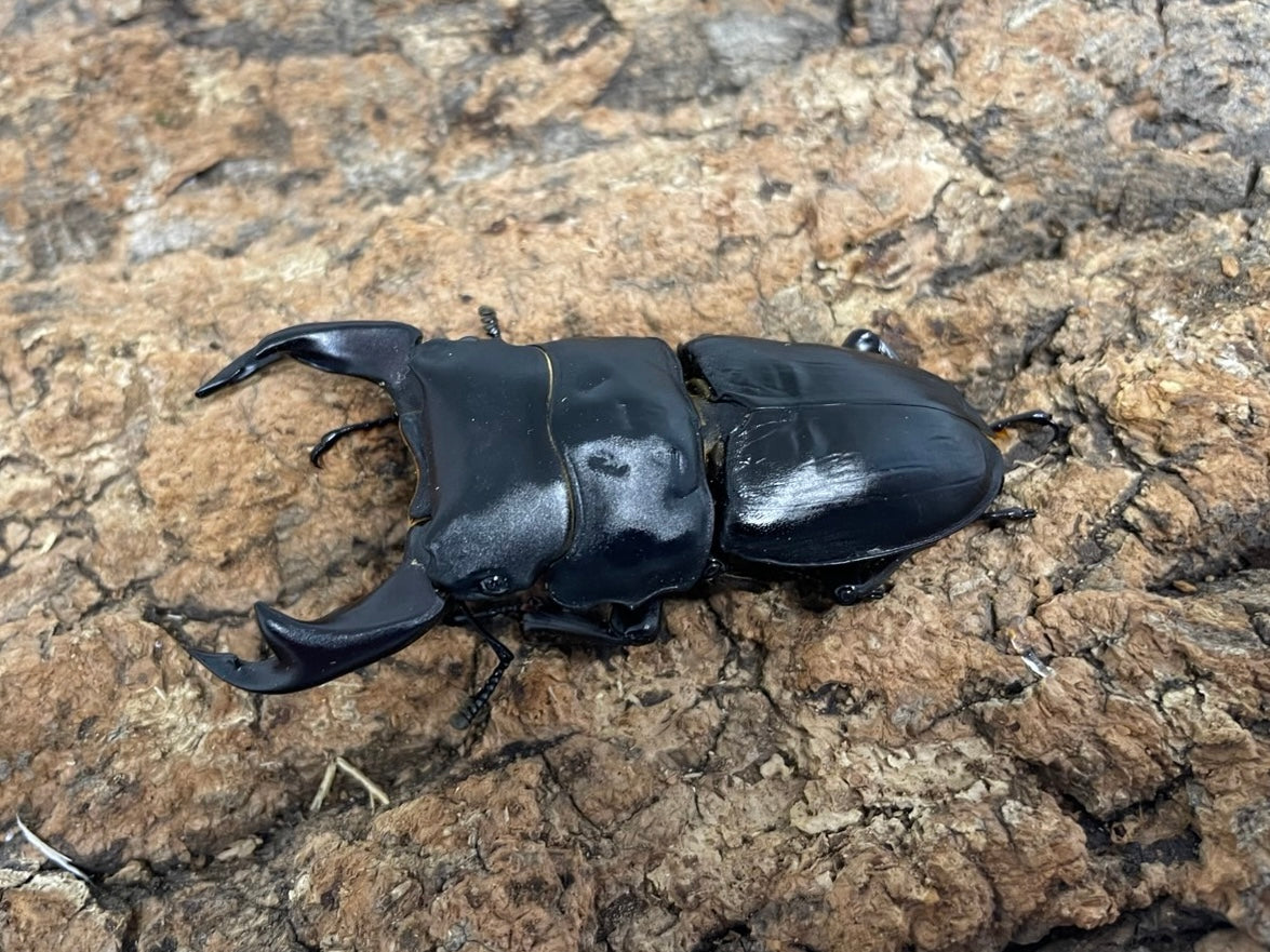 オオクワガタ