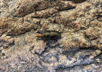 パプアキンイロクワガタ