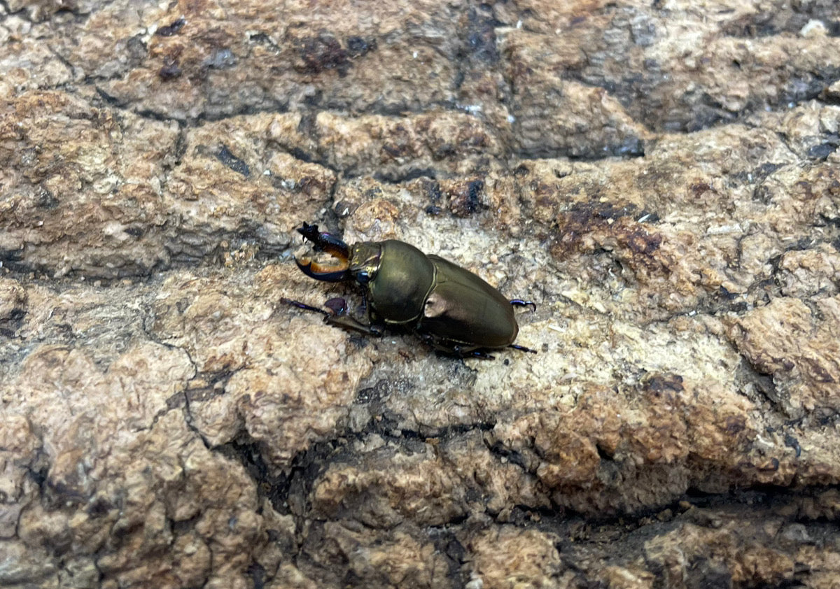 パプアキンイロクワガタ