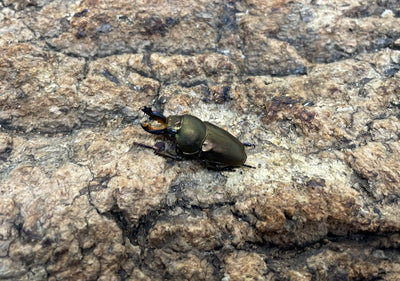 パプアキンイロクワガタ