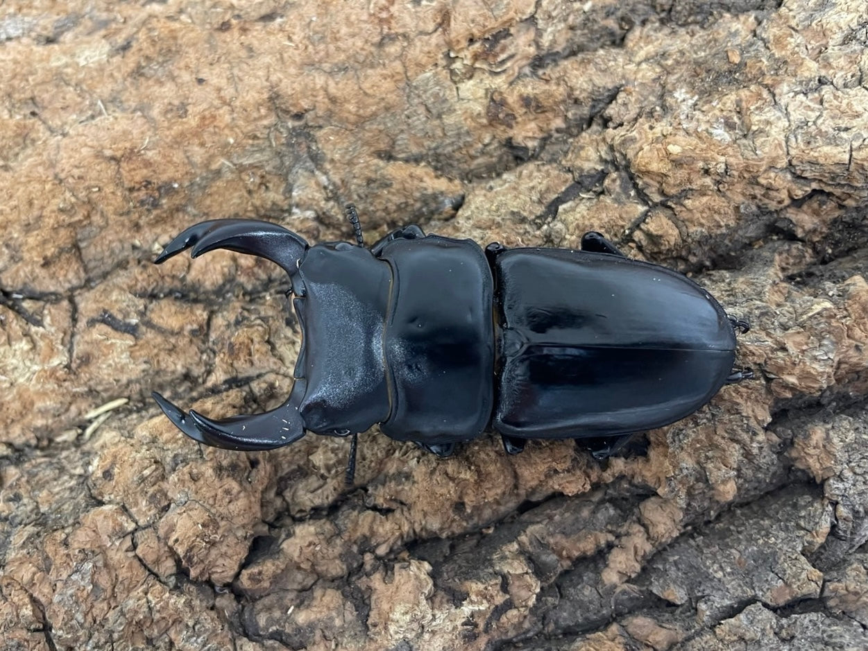 オオクワガタ