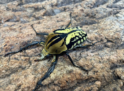 オーベルチュールオオツノカナブン