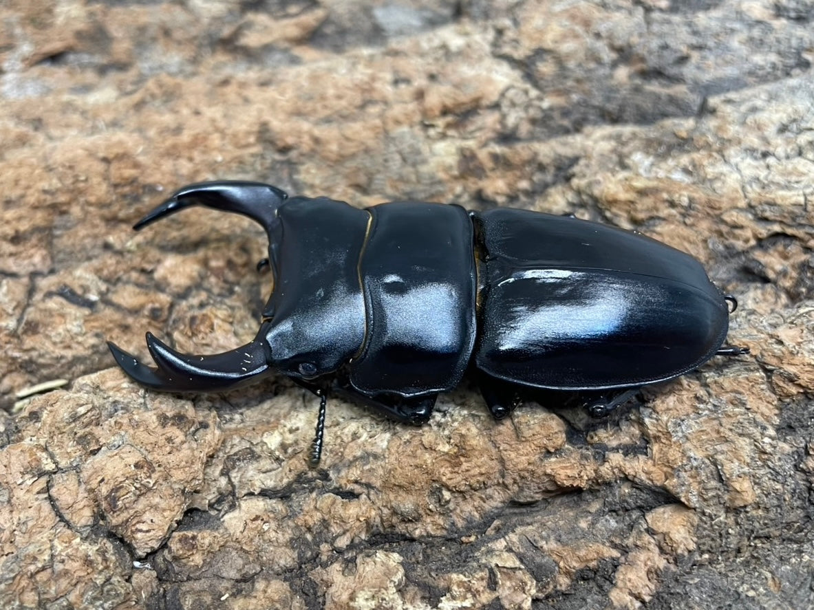 オオクワガタ