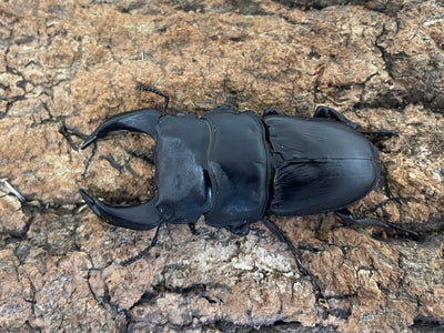 オオクワガタ