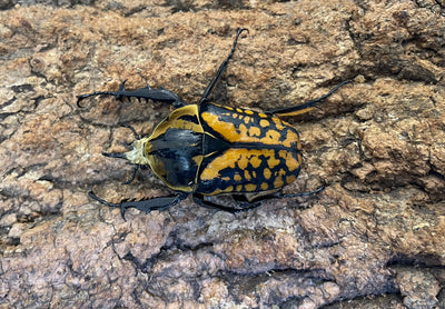 オーベルチュールオオツノカナブン