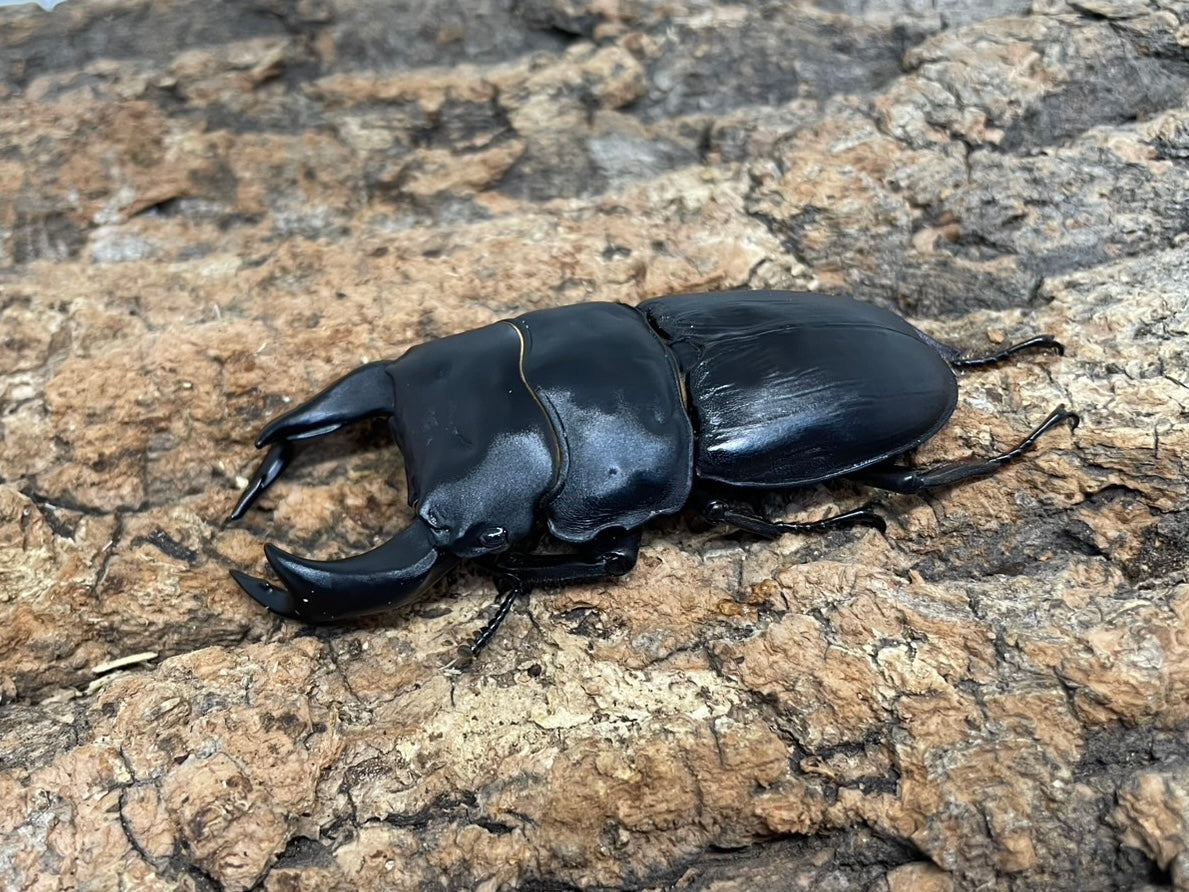 オオクワガタ