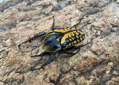 オーベルチュールオオツノカナブン