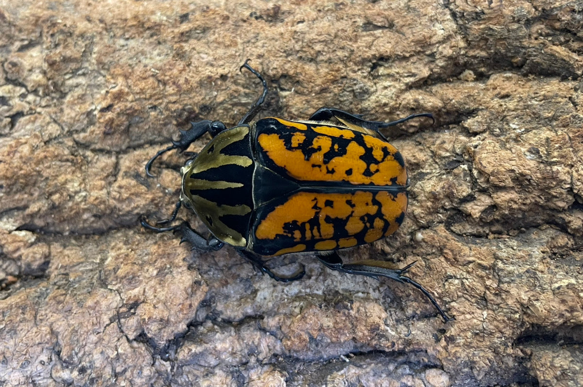 オーベルチュールオオツノカナブン – INSECT SHOP KMY
