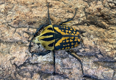 オーベルチュールオオツノカナブン