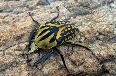 オーベルチュールオオツノカナブン