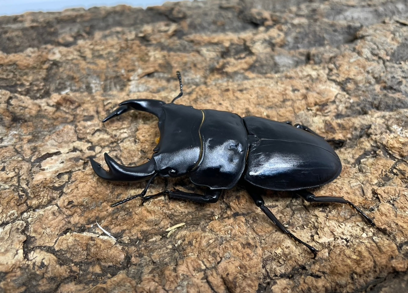 オオクワガタ – INSECT SHOP KMY