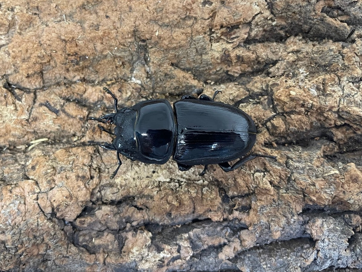 オオクワガタ – INSECT SHOP KMY