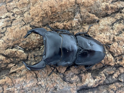 ホペイオオクワガタ