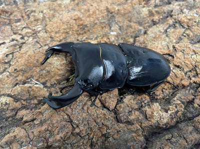 ホペイオオクワガタ