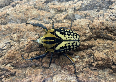 オーベルチュールオオツノカナブン