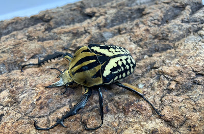 オーベルチュールオオツノカナブン